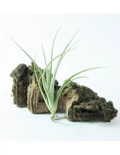 Tillandsia Toropiensis