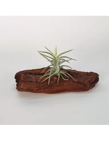 Tillandsia Tricholepis Macrophylla (Spiralipetala)