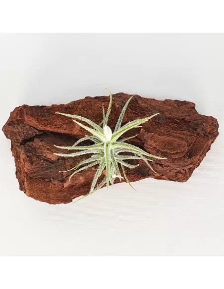 Tillandsia Tricholepis Macrophylla (Spiralipetala)
