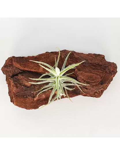 Tillandsia Tricholepis Macrophylla (Spiralipetala)