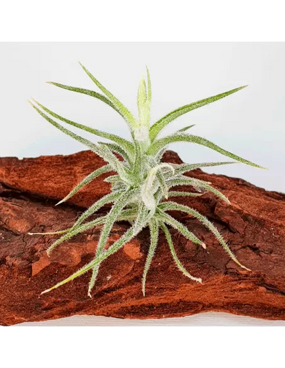 Tillandsia Tricholepis Macrophylla (Spiralipetala)