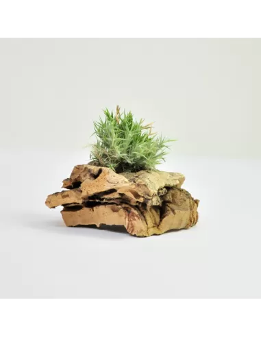 Tillandsia Tricholepis Pulk
