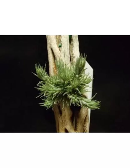 Tillandsia Tricholepis Pulk