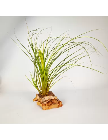 Tillandsia Tricolor Alba