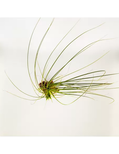 Tillandsia Tricolor Alba