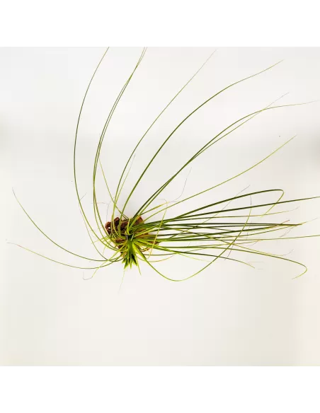Tillandsia Tricolor Alba