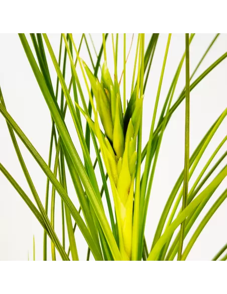 Tillandsia Tricolor Alba
