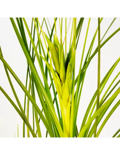 Tillandsia Tricolor Alba