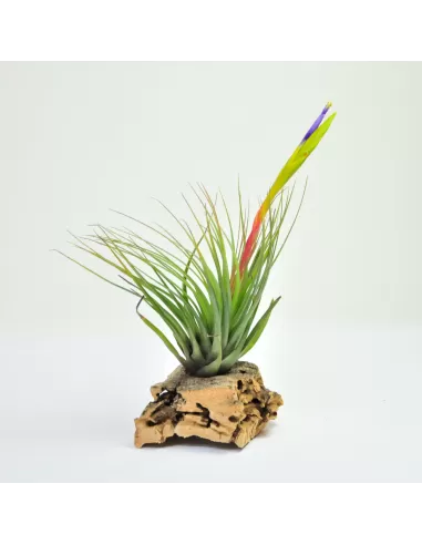 Tillandsia Tricolor