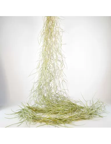 Tillandsia Usneoides Capellini