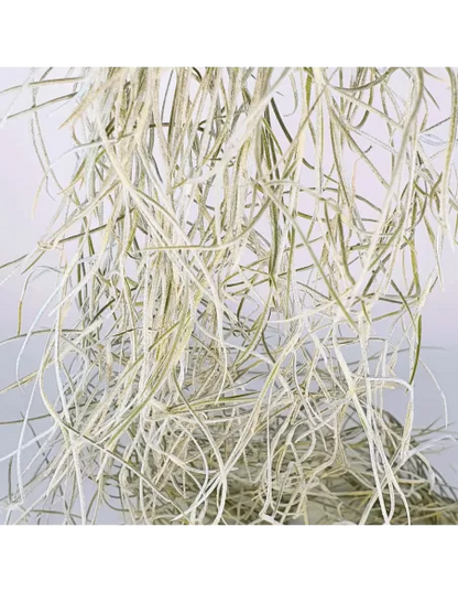 Tillandsia Usneoides Capellini