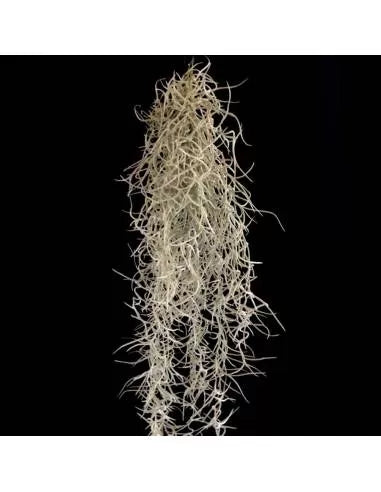 Tillandsia Usneoides Silver