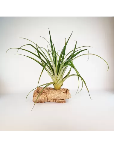 Tillandsia Valenzuelana