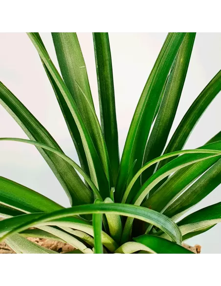 Tillandsia Valenzuelana