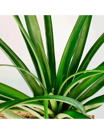 Tillandsia Valenzuelana