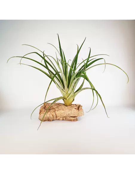 Tillandsia Valenzuelana
