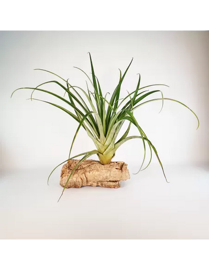 Tillandsia Valenzuelana