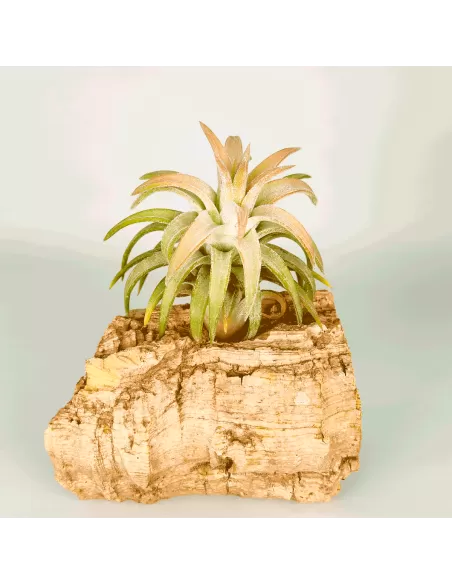 Tillandsia ionantha 'Van Hyningii Jumbo'
