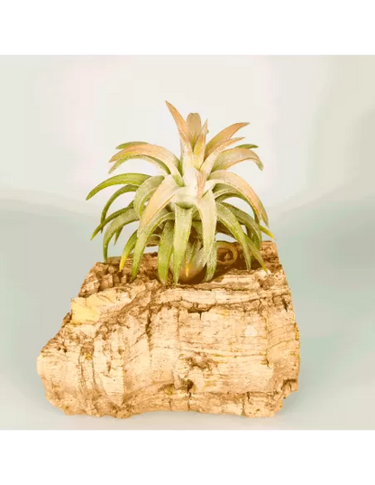 Tillandsia ionantha 'Van Hyningii Jumbo'