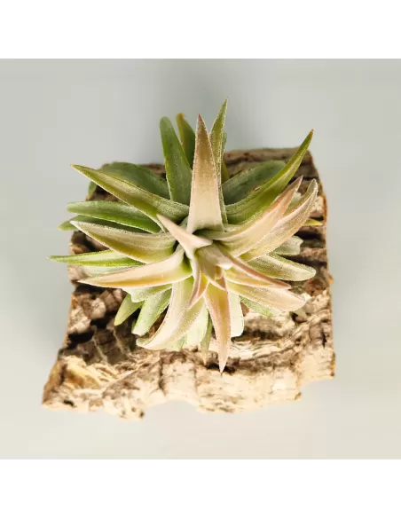 Tillandsia ionantha 'Van Hyningii Jumbo'