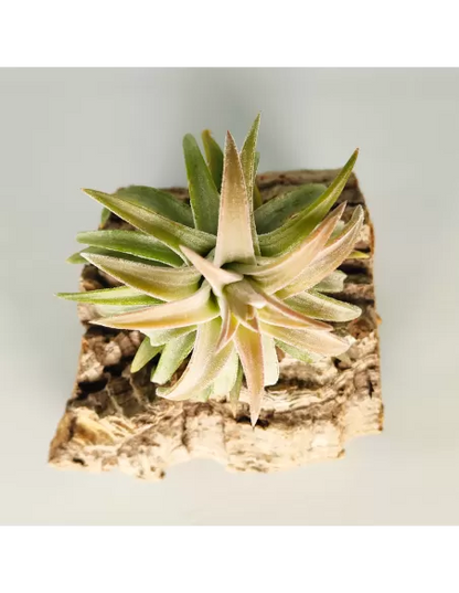 Tillandsia ionantha 'Van Hyningii Jumbo'