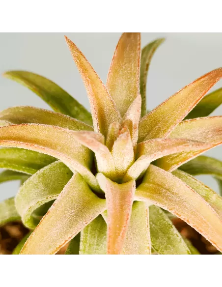 Tillandsia ionantha 'Van Hyningii Jumbo'