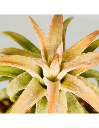Tillandsia ionantha 'Van Hyningii Jumbo'
