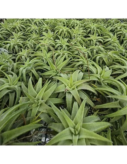 Tillandsia ionantha 'Van Hyningii Jumbo'