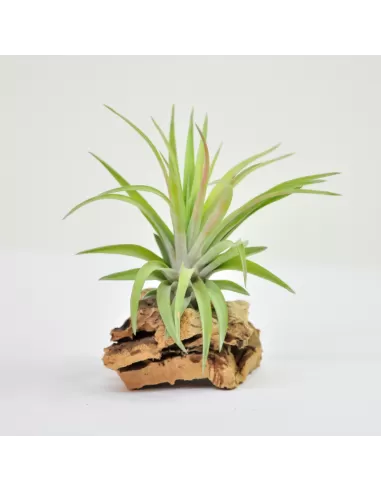 Tillandsia Velutina