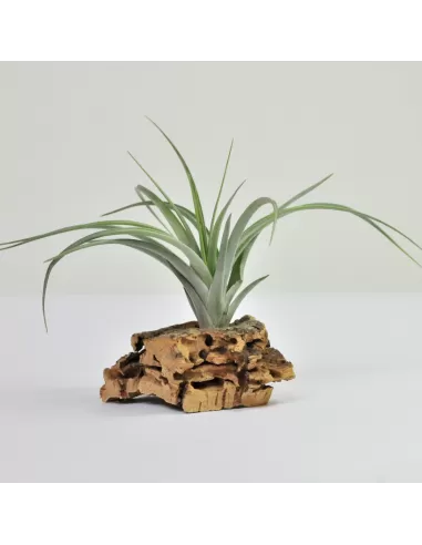 Tillandsia Vernicosa