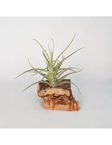 Tillandsia Veronica´s Mariposa