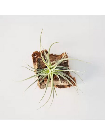 Tillandsia Veronica´s Mariposa