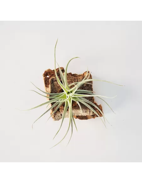 Tillandsia Veronica´s Mariposa