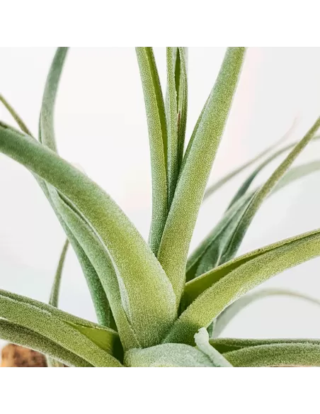 Tillandsia Veronica´s Mariposa