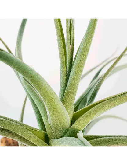 Tillandsia Veronica´s Mariposa