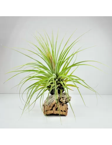 Tillandsia Vicentina Giant XL