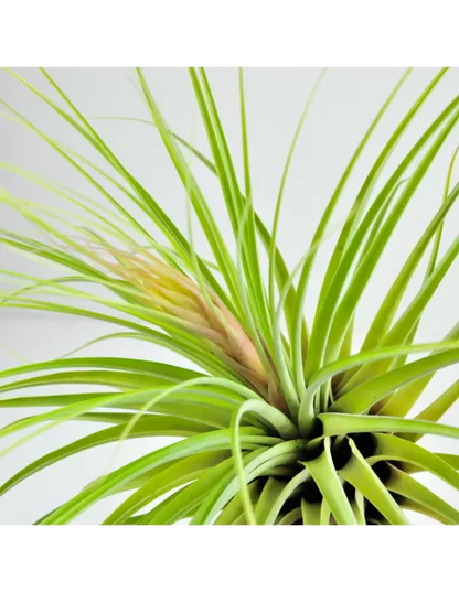 Tillandsia Vicentina Giant XL