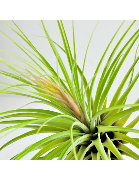 Tillandsia Vicentina Giant XL