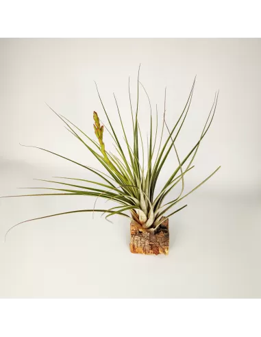 Tillandsia Vicentina x Fasciculata