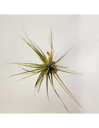 Tillandsia Vicentina x Fasciculata