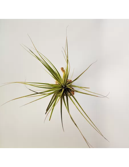 Tillandsia Vicentina x Fasciculata