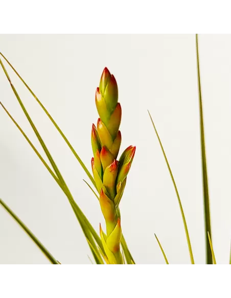 Tillandsia Vicentina x Fasciculata