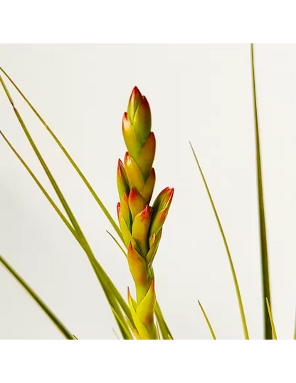 Tillandsia Vicentina x Fasciculata