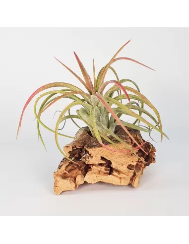 Tillandsia Victoria