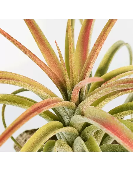Tillandsia Victoria