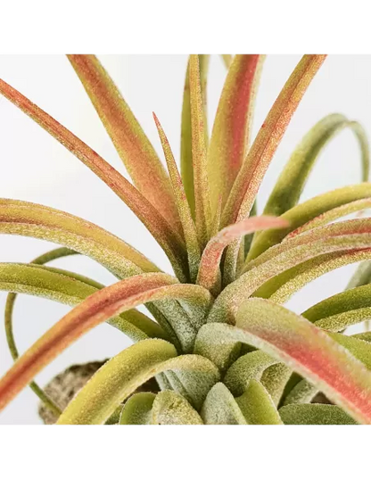 Tillandsia Victoria