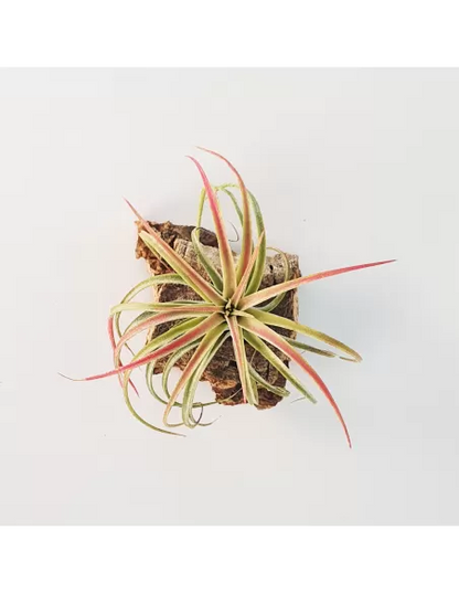 Tillandsia Victoria