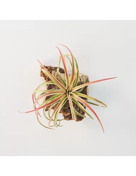 Tillandsia Victoria
