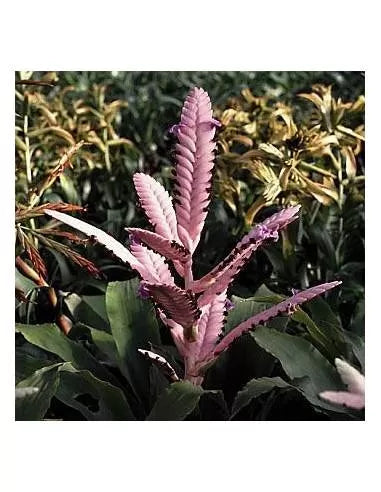 Tillandsia wagneriana