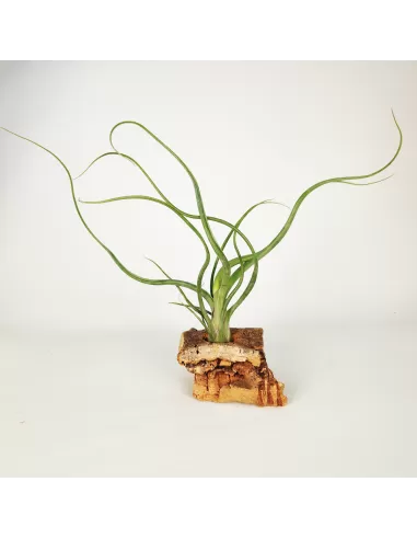Tillandsia Wavy Wonder